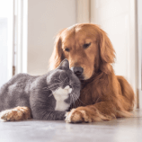 Companion Animal Parasite Council