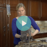 How to give a cat SQ fluids