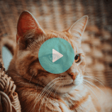 How to give a cat insulin