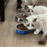 Pet Food Recalls